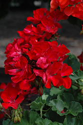 Big Ezee Dark Red Geranium (Pelargonium 'Big Ezee Dark Red') at Stonegate Gardens