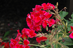Calliope Crimson Flame Geranium (Pelargonium 'Calliope Crimson Flame') at Stonegate Gardens