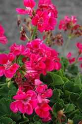 Survivor Hot Pink Geranium (Pelargonium 'Survivor Hot Pink') at Stonegate Gardens