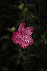 Raspberry Smoothie Rose of Sharon (Hibiscus syriacus 'Raspberry Smoothie') at Stonegate Gardens