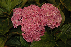 Double Hot Pink Hydrangea (Hydrangea macrophylla 'Double Hot Pink') at Stonegate Gardens