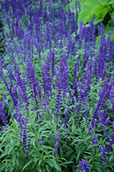 Victoria Blue Salvia (Salvia farinacea 'Victoria Blue') at Stonegate Gardens
