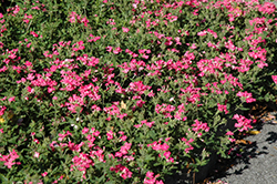 Babylon Deep Pink Verbena (Verbena 'Babylon Deep Pink') at Stonegate Gardens