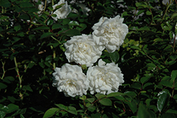 Swany Rose (Rosa 'Meiburenac') at Stonegate Gardens