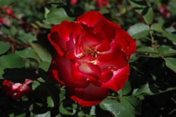 Heart 'n' Soul Rose (Rosa 'ORApaymel') at Stonegate Gardens