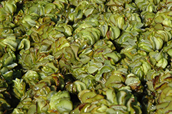 Eared Watermoss (Salvinia auriculata) at Stonegate Gardens