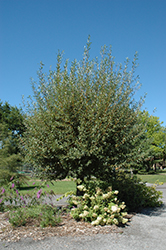 Coral Bark Willow (Salix alba 'Britzensis') at Stonegate Gardens