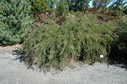 Spring Grove Bush Clover (Lespedeza thunbergii 'Spring Grove') at Stonegate Gardens