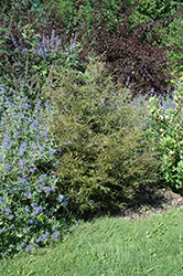 Mercedes Fernleaf Beech (Fagus sylvatica 'Mercedes') at Lakeshore Garden Centres