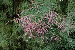 Pink Cascade Tamarisk (Tamarix ramosissima 'Pink Cascade') at Stonegate Gardens