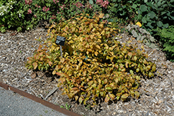 Flower Power Button Bush (Cephalanthus occidentalis 'Flower Power') at Stonegate Gardens
