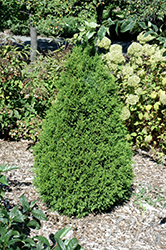 Norm Evers Arborvitae (Thuja occidentalis 'Norm Evers') at Stonegate Gardens