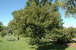 Bergiana Flame Amur Maple (Acer ginnala 'Bergiana Flame') at Stonegate Gardens