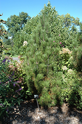 Iseli Fastigiate Bosnian Pine (Pinus heldreichii 'Iseli Fastigiate') at Stonegate Gardens