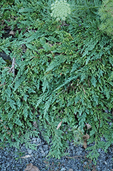 Pancake Juniper (Juniperus horizontalis 'Pancake') at Stonegate Gardens