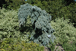 Ice Floe Weeping Blue Spruce (Picea pungens 'Ice Floe') at Stonegate Gardens