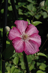 Sprinkles Clematis (Clematis 'Sprinkles') at A Very Successful Garden Center