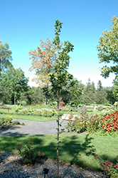 Urban Sunset Maple (Acer 'JFS-KW187') at Stonegate Gardens