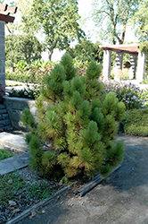 Don Smith Red Pine (Pinus resinosa 'Don Smith') at Stonegate Gardens