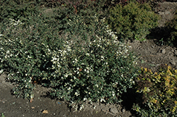 Galaxy Coralberry (Symphoricarpos x doorenbosii 'Kolmgala') at Stonegate Gardens