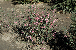 Sweet Snowberry (Symphoricarpos x doorenbosii 'Kolmagics') at Stonegate Gardens