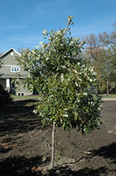 Admiration Oak (Quercus 'Jefmir') at Stonegate Gardens