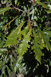 Admiration Oak (Quercus 'Jefmir') at Stonegate Gardens