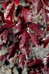 Royal Raindrops Flowering Crab (Malus 'JFS-KW5') at Lakeshore Garden Centres