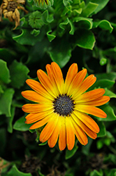 Sunshine Beauty African Daisy (Osteospermum ecklonis 'Sunshine Beauty') at Stonegate Gardens