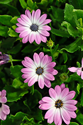 FlowerPower Compact Violet+Eye African Daisy (Osteospermum 'KLEOE19072') at Stonegate Gardens