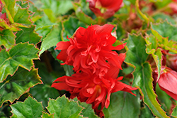 Funky Red Begonia (Begonia 'Funky Red') at Stonegate Gardens