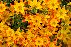 Taka Tuka Orange Yellow Center (Bidens ferulifolia 'Taka Tuka Orange Yellow Center') at Stonegate Gardens
