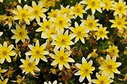 Taka Tuka White and Yellow Center (Bidens ferulifolia 'Taka Tuka White and Yellow') at Stonegate Gardens