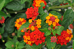 Evita Power Red Lantana (Lantana 'Evita Power Red') at Stonegate Gardens