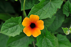 Sunny Susy Glow Black-Eyed Susan (Thunbergia alata 'Sunny Susy Glow') at Lakeshore Garden Centres