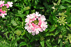 Samira Pink Wing Verbena (Verbena x peruviana 'Samira Pink Wing') at Stonegate Gardens