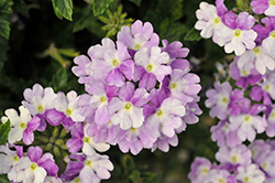 Vanessa Bicolor Light Pink Verbena (Verbena 'Vanessa Bicolor Light Pink') at Lakeshore Garden Centres