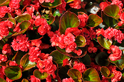 Double Up Red Begonia (Begonia 'LEGDBLRED') at Stonegate Gardens