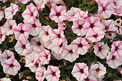 Supertunia Mini Vista Pink Star Petunia (Petunia 'USTUNJ2401') at Stonegate Gardens