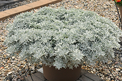 FanciFillers Sea Salt Artemesia (Artemisia 'Wesartfafisesa') at A Very Successful Garden Center