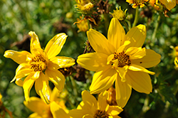 Sun Drop  Compact Double Yellow Bidens (Bidens ferulifolia 'Balbiscodel') at Stonegate Gardens