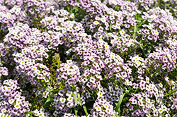 Lucia Lavender Sweet Alyssum (Lobularia 'Lucia Lavender') at Stonegate Gardens