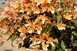 Copacabana Tricolor Begonia (Begonia boliviensis 'Copacabana Tricolor') at Stonegate Gardens