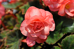 Double Delight Blush Rose Begonia (Begonia 'Kerbespiros') at Stonegate Gardens