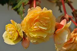 Double Delight Primrose Begonia (Begonia 'Kerbespicup') at Stonegate Gardens