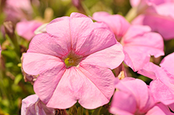 Trilogy Pink Lips Petunia (Petunia 'Trilogy Pink Lips') at Lakeshore Garden Centres