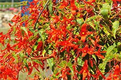 Groovy Orange Begonia (Begonia boliviensis 'Groovy Orange') at Lakeshore Garden Centres