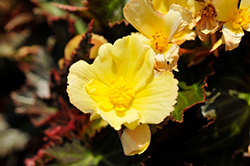 I'Conia Upright Sunshine Begonia (Begonia 'I'Conia Upright Sunshine') at Stonegate Gardens