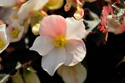 I'Conia Upright White Begonia (Begonia 'I'Conia Upright White') at Stonegate Gardens
