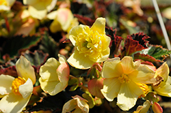 Daystar Primrose Begonia (Begonia 'TNBEGDP') at Stonegate Gardens